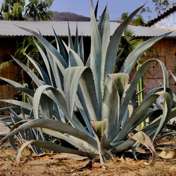 Agave Agave